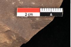 Foto (Detailansicht) von Sparganium acheronticum Unger (NHMW-GEO-2024-0188-0441)